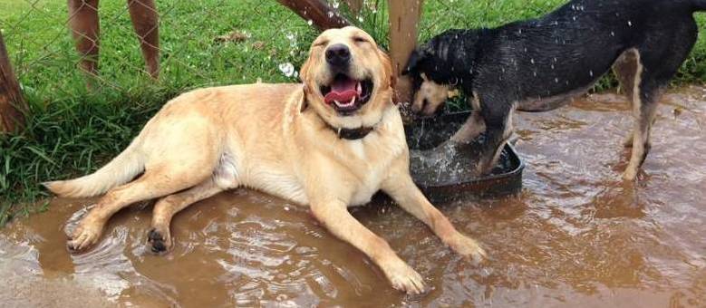 Cães e gatos precisam se refrescar no verão. Tenha atenção à temperatura do corpo do animal Cães e gatos precisam se refrescar no verão. Tenha atenção à temperatura do corpo do animal