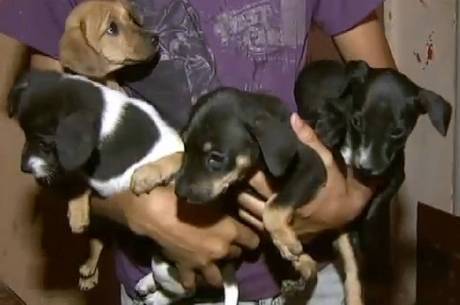 O adolescente resgata das ruas filhotes de cachorros doentes ou abandonados O adolescente resgata das ruas filhotes de cachorros doentes ou abandonados