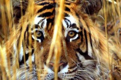 Escolas da região fecharam as portas devido os incidentes envolvendo a tigresa
