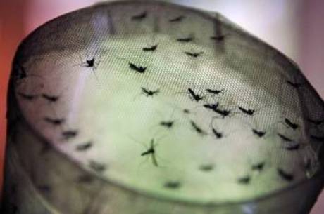 Campinas pede ajuda ao governo para combater a dengue Campinas pede ajuda ao governo para combater a dengue