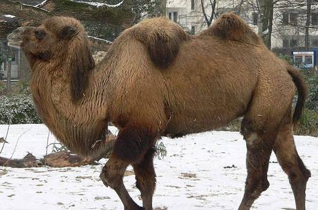 Coronavírus MERS pode ser transmitido por camelos Coronavírus MERS pode ser transmitido por camelos