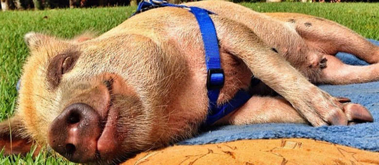 Jamón tem mais de 100 mil fãs na internet Jamón tem mais de 100 mil fãs na internet