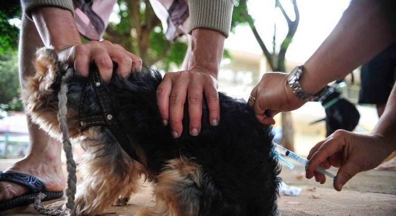 Cachorro recebe vacina contra a raiva Cachorro recebe vacina contra a raiva
