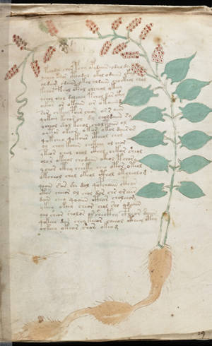 Livro antigo pode ter mais de 600 anos Livro antigo pode ter mais de 600 anos