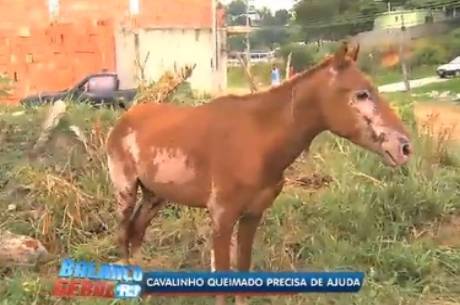 VEJA VÍDEO: Cavalo agonizando e todo queimado, após incêndio