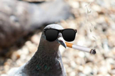 Cidade pode proibir pombos de fumarem em locais fechados