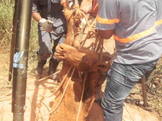 Carroceiro chuta cabeça de cavalo após animal cair exausto em MT