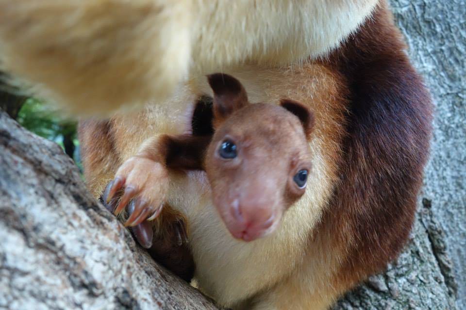 Conheça a bebê canguru que está à procura de um nome - Fotos - R7 Bichos