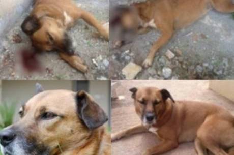 Polícia investiga quem matou a cachorra Polícia investiga quem matou a cachorra