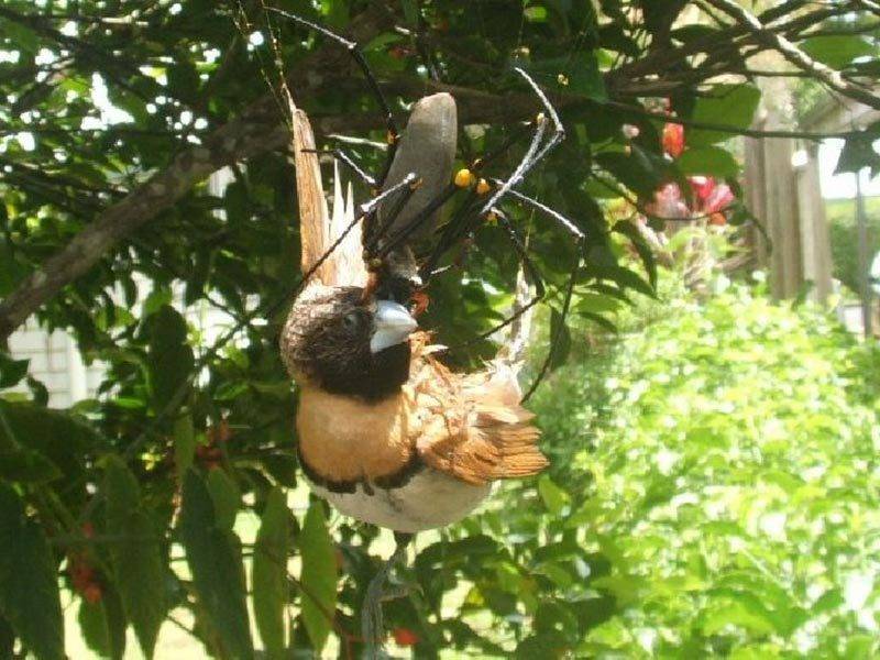 Ratazana gigante come paredes e aterroriza família - Fotos - R7 Hora 7