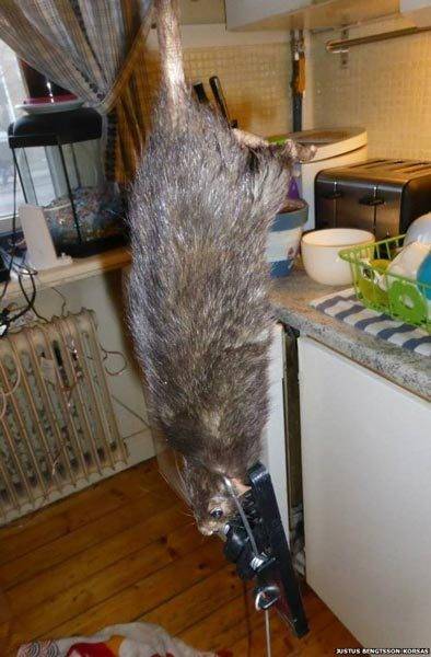 Implacável: garça devora rato gigantesco em duas goladas - Fotos - R7 Hora 7