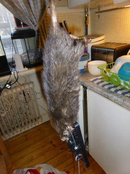 Rato gigante assombra moradores: 'Dava pra fazer um churrasco' - Fotos - R7  Hora 7