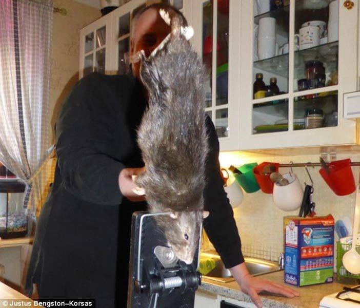 Rato gigante assombra moradores: 'Dava pra fazer um churrasco' - Fotos - R7  Hora 7