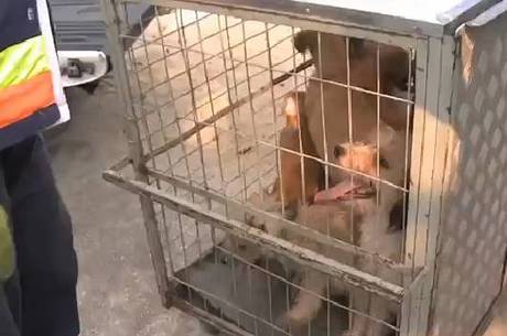 Os cachorros foram recolhidos pela Sociedade Protetora dos Animais Os cachorros foram recolhidos pela Sociedade Protetora dos Animais