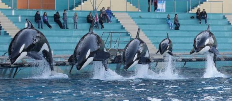 SeaWorld é atacado no Twitter com campanha lançada pelo próprio parque aquático
