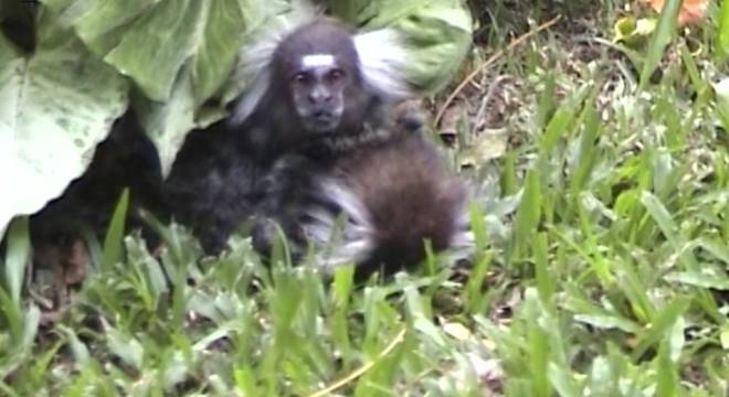 Morador de Ubatuba (SP) faz sessão de fotos com macacos saguis e