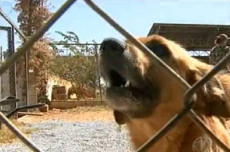Cães só poderão ir a parques se ficarem em um cercadinho Cães só poderão ir a parques se ficarem em um cercadinho