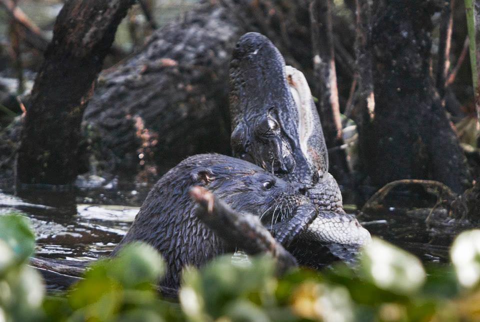 Impressionante! Lontra ataca e devora jacaré ainda vivo - Fotos - R7 Bichos