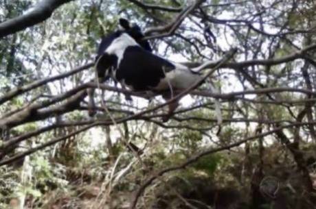 Vaca arrastada pela correnteza fica presa a uma árvore em Quedas do Iguaçu, no oeste do Paraná