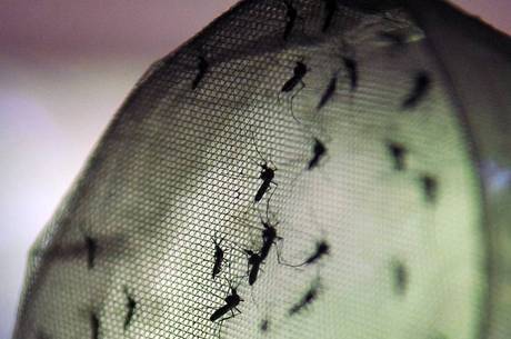 Minas vive explosão de casos de dengue em 2019 Minas vive explosão de casos de dengue em 2019