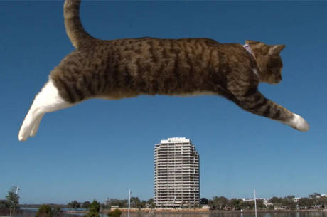 Gato ninja faz parkour melhor que muito humano - RPet - R7 RPet