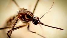 Mitos e verdades sobre a dengue; saiba como se prevenir do mosquito