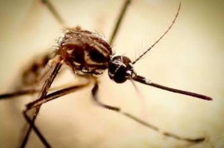 Dez capitais brasileiras apresentam situação de alerta para a dengue Dez capitais brasileiras apresentam situação de alerta para a dengue