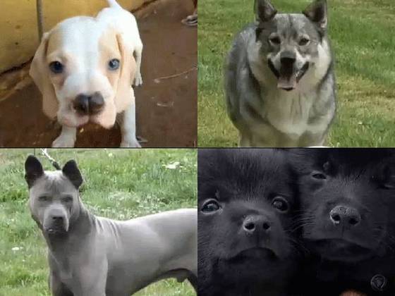 Conheça 7 raças de cachorros que foram criadas no Brasil - Fotos - R7 RPet