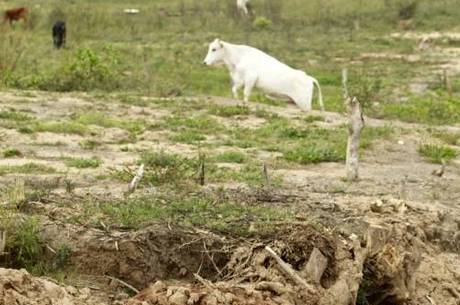 Vaca pasta em área da Cantareira sem água