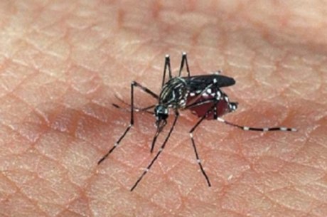 Apesar do aumento nos casos, o número de mortes pela dengue apresentou forte queda