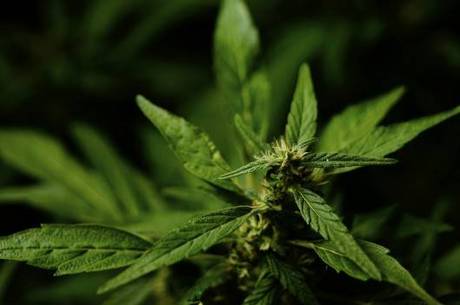 Washington, como outros 22 estados norte-americanos, já aprovaram o uso da maconha para fins medicinais Washington, como outros 22 estados norte-americanos, já aprovaram o uso da maconha para fins medicinais