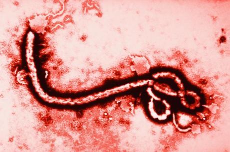 O vírus ebola já matou mais de 3.300 pessoas
