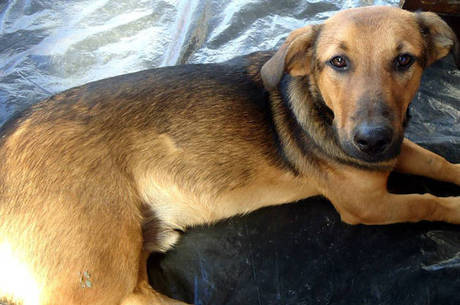 Animais serão recolhidos da rua, castrados e depois colocados para adoção
Animais serão recolhidos da rua, castrados e depois colocados para adoção