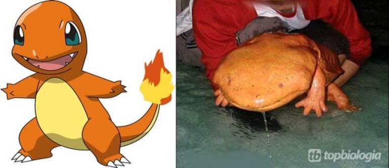 Esses animais são pokémons da vida real! #pokemon #pokemons