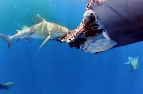 Tubarões devoram carcaça de baleia nas Bahamas 