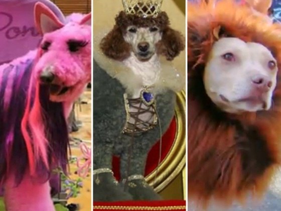 Tosador gera polêmica ao pintar cães para transformar visual dos animais -  RecordTV - R7 Balanço Geral