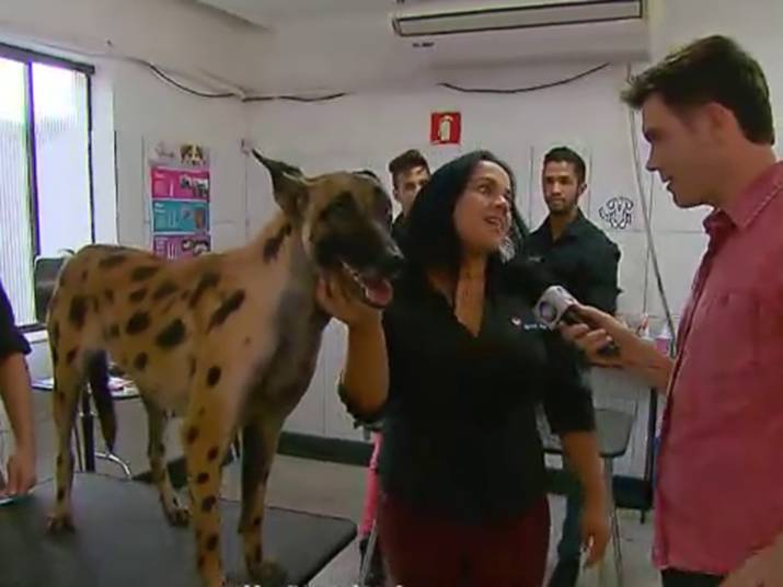 Tosador gera polêmica ao pintar cães para transformar visual dos animais -  RecordTV - R7 Balanço Geral