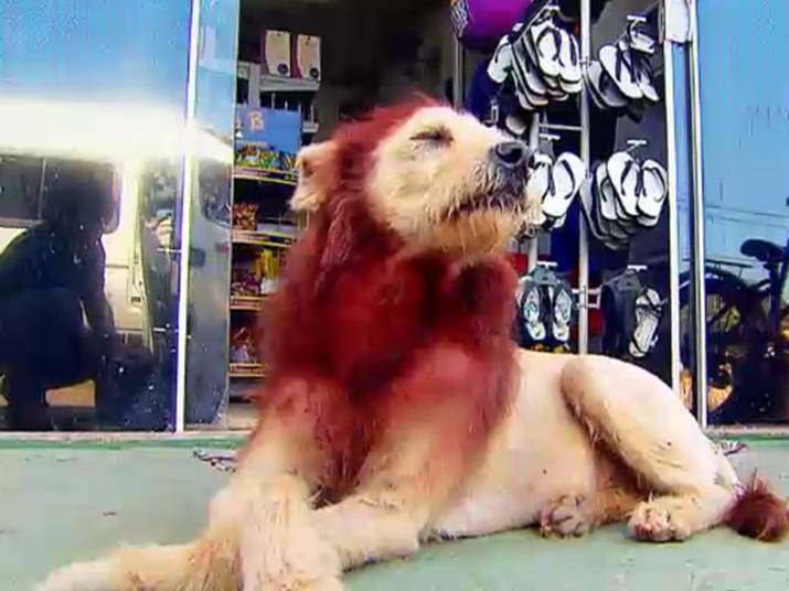 Tosador gera polêmica ao pintar cães para transformar visual dos animais -  RecordTV - R7 Balanço Geral