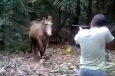 Fazendeiro aparece em vídeo atirando em cavalo no Espírito Santo