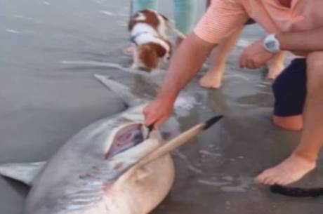 Homem abre barriga de tubarão-fêmea que estava grávida