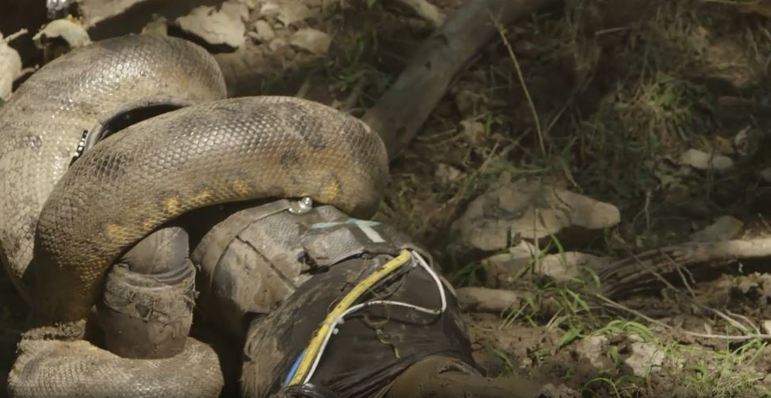 A verdade sobre o vídeo da cobra gigante que rodou o mundo • DOL