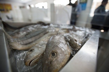 Em 2013, a produção da piscicultura atingiu 392,493 mil toneladas