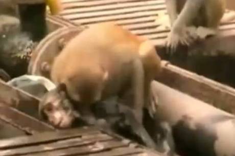 Macaco salva companheiro eletrocutado na linha do trem na Índia