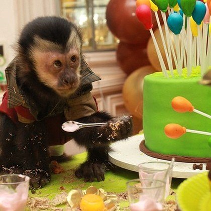 Conjunto de macaco fofo celebrando o natal. segurando um presente