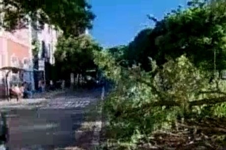 Árvore caiu sobre duas pistas da rua da Bahia, no centro de BH