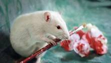 Teste em animais: indústria terá de citar experimento no rótulo, diz CCJ