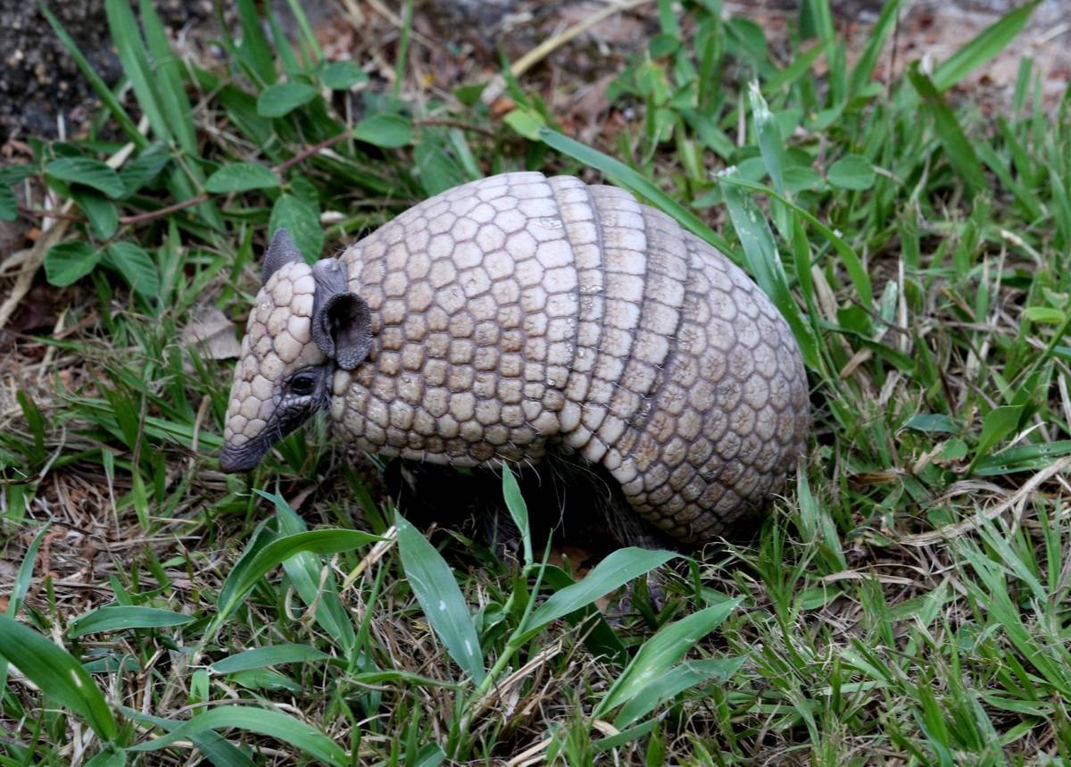 Mascote da Copa: Zoológico de Brasília é o primeiro a ter ...