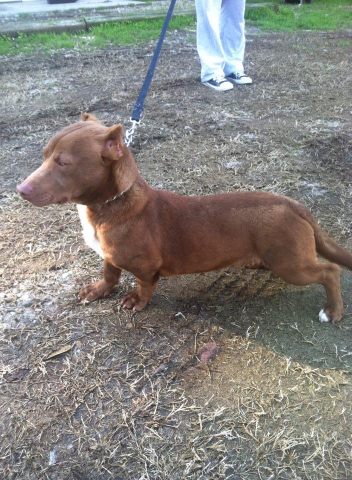 Viralata! Mistura de pit bull e salsicha faz sucesso na e busca um lar para ser feliz