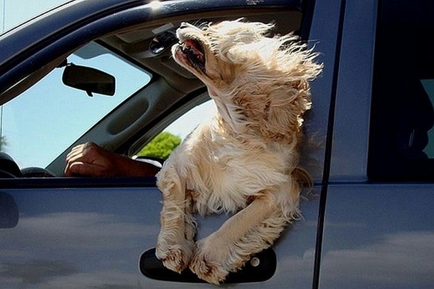 Transito Para Cachorro Veja As Fotos Mais Engracadas De Caezinhos No Carro Fotos R7 Carros