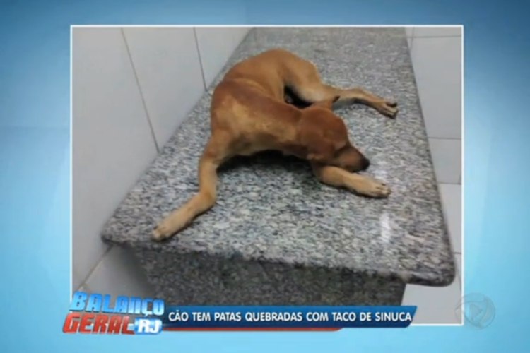 Como Saber Se O Cachorro Quebrou A Pata
